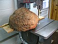 Oak Burl to be Cut Open